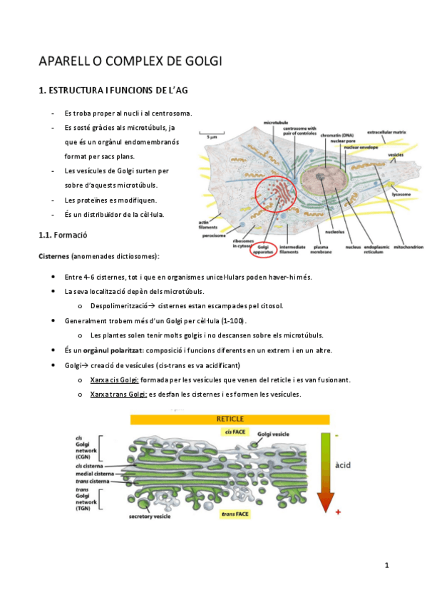 Miniatura del documento 7-Golgi.pdf