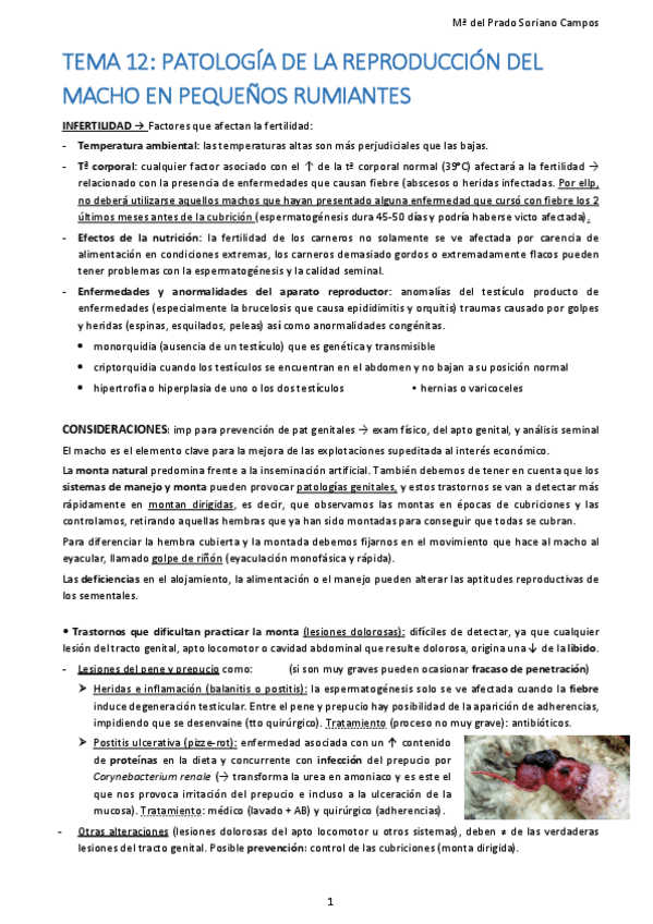 Miniatura del documento 12.pdf