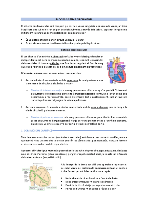 Miniatura del documento sistema circulatori.pdf