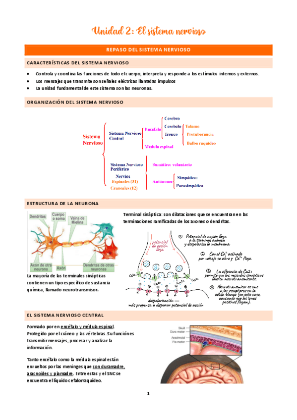 Miniatura del documento Unidad-2-sistema-nervioso.pdf