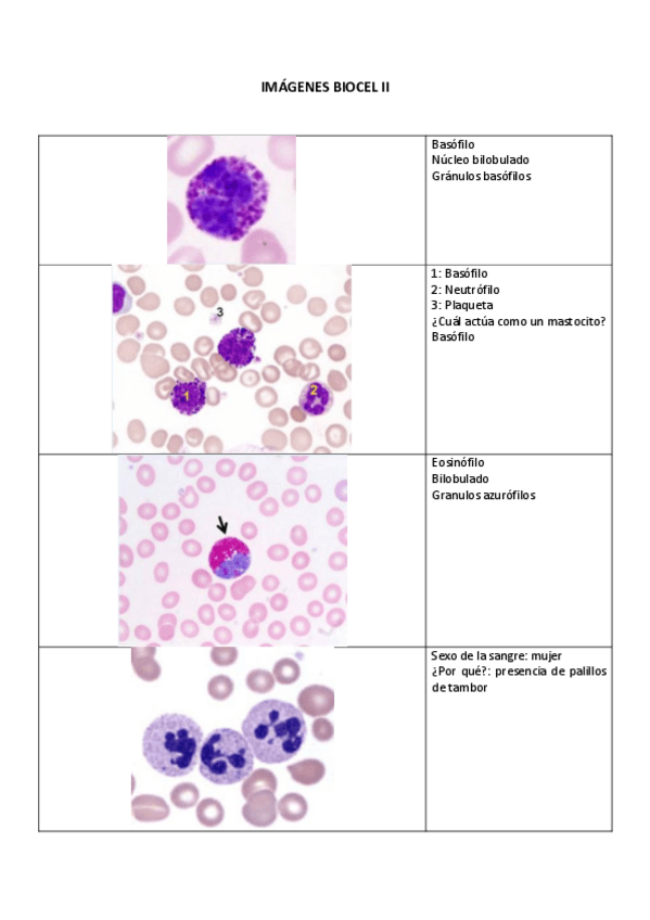 Miniatura del documento IMÁGENES BIOCEL II.pdf