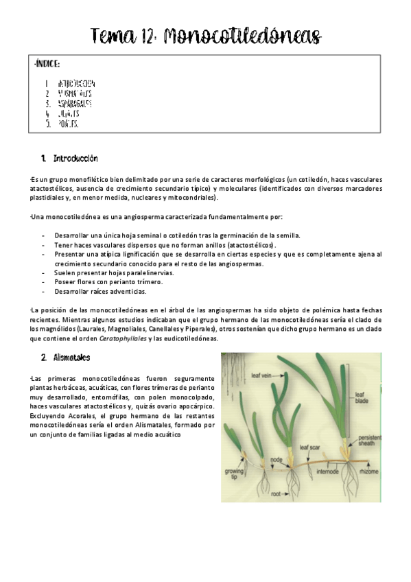 Miniatura del documento Tema-12-botanica.pdf