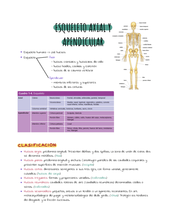 Miniatura del documento Esqueleto-axial-apuntes.pdf