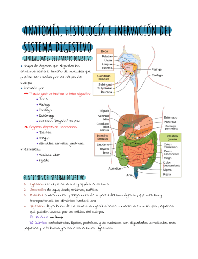 Miniatura del documento Anatomia-aparato-digestivo-.pdf