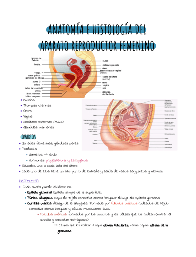 Miniatura del documento Anatomia-aparato-reproductor-femenino-.pdf