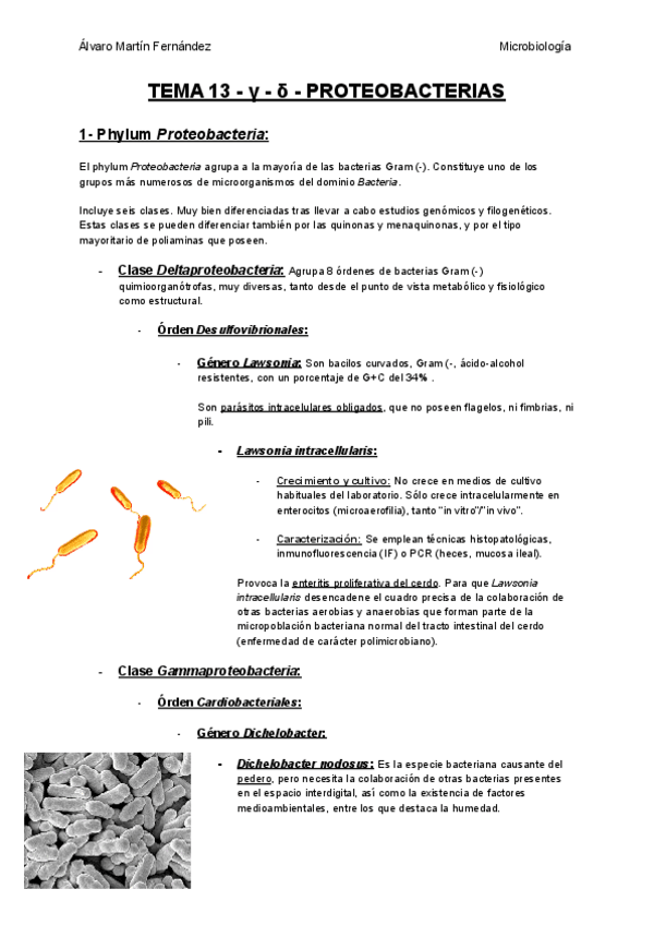 Miniatura del documento TEMA-13-g-d-PROTEOBACTERIAS.pdf