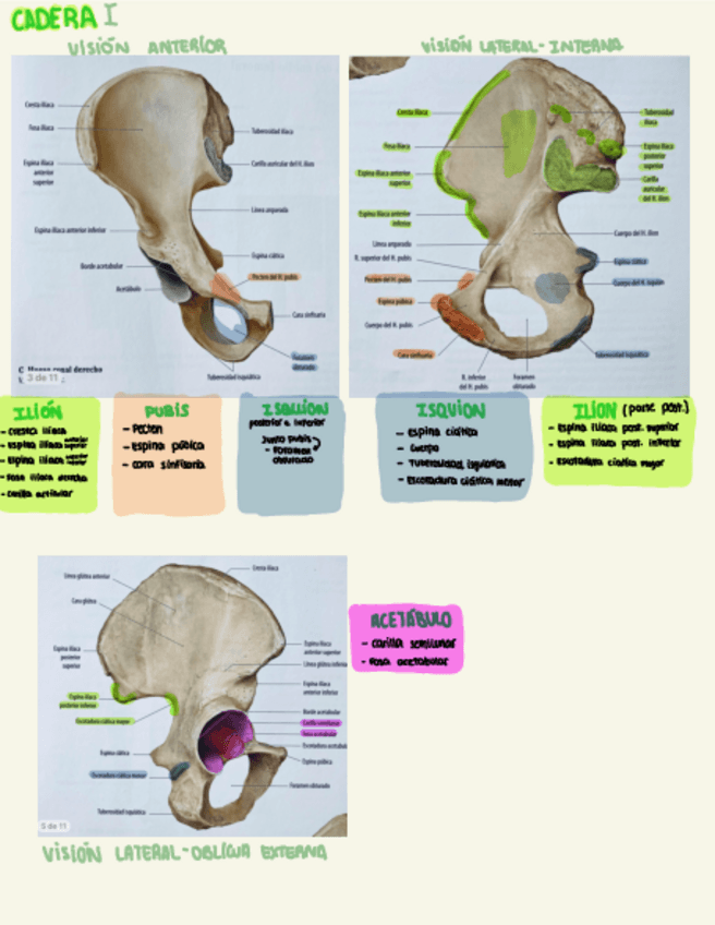 Miniatura del documento Cadera-primera-parte-esquema-.pdf