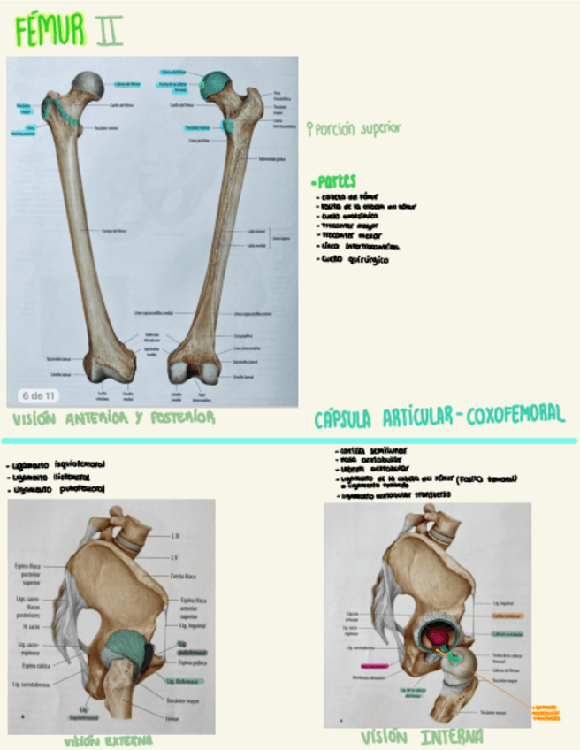 Miniatura del documento Cadera-segunda-parte-esquema.pdf