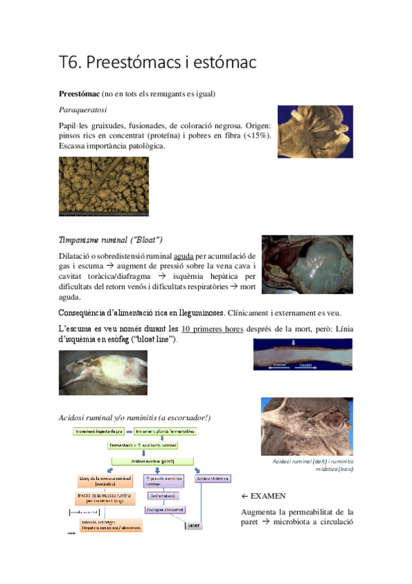 Miniatura del documento T6.pdf