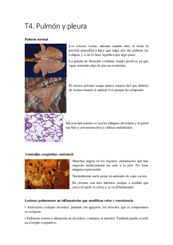 Miniatura del documento T.pdf