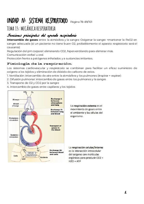 Miniatura del documento UNIDAD-IV-SISTEMA-RESPIRATORIO-1.pdf