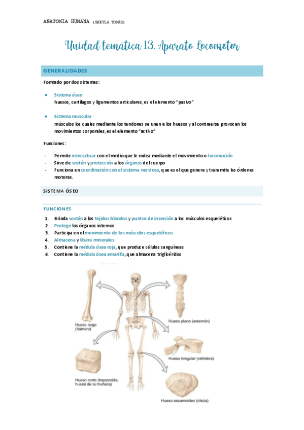 Miniatura del documento Anatomia-Humana-aparato-locomotor-sitema-oseo-y-articulaciones.pdf
