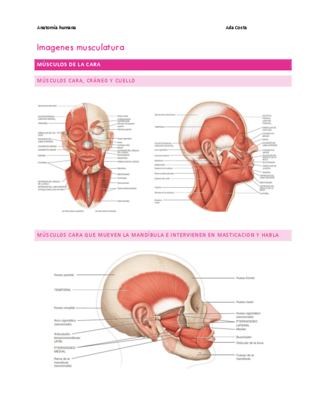 Miniatura del documento Imagenes-musculatura.pdf