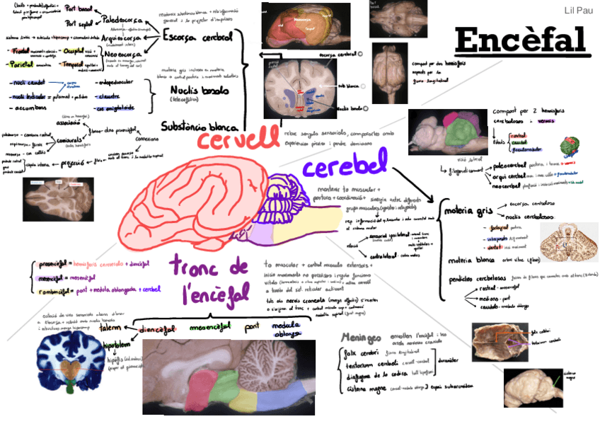 Miniatura del documento Encefal.pdf