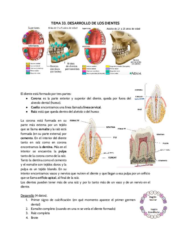 Miniatura del documento TEMA-33-DESARROLLO-DE-LOS-DIENTES-1.pdf