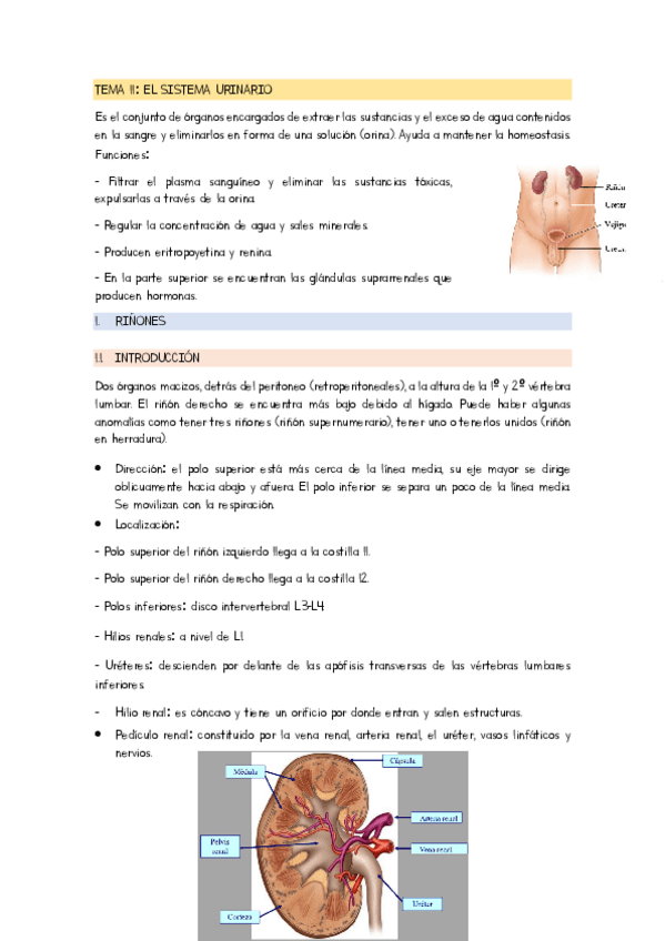 Miniatura del documento TEMA-11-RENAL.pdf