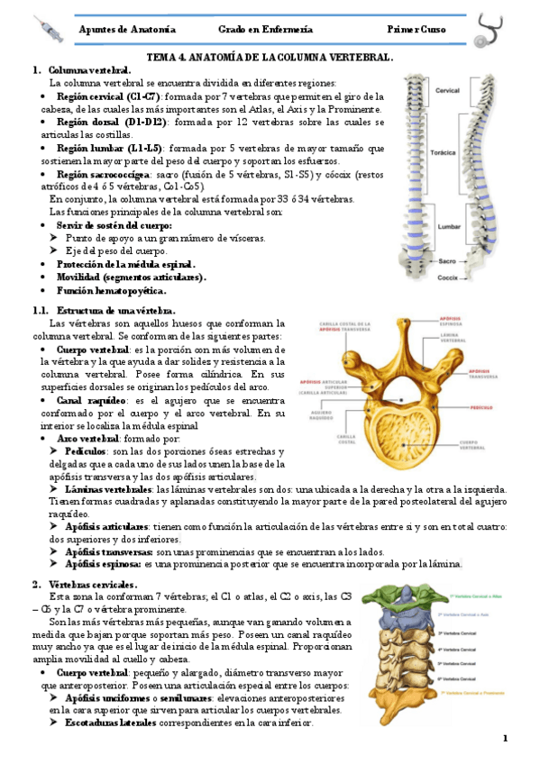 Miniatura del documento TEMA 4 COLUMNA VERTEBRAL.pdf