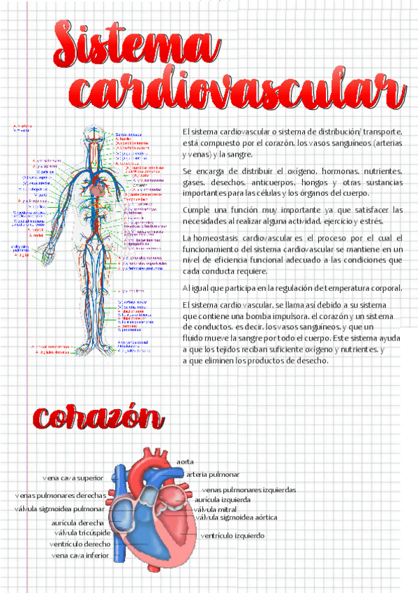 Miniatura del documento actividad-cardiovascular.pdf