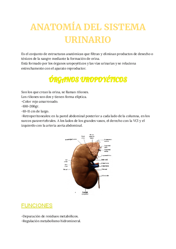 Miniatura del documento aa-ANATOMIA-DEL-SISTEMA-URINARIO.pdf