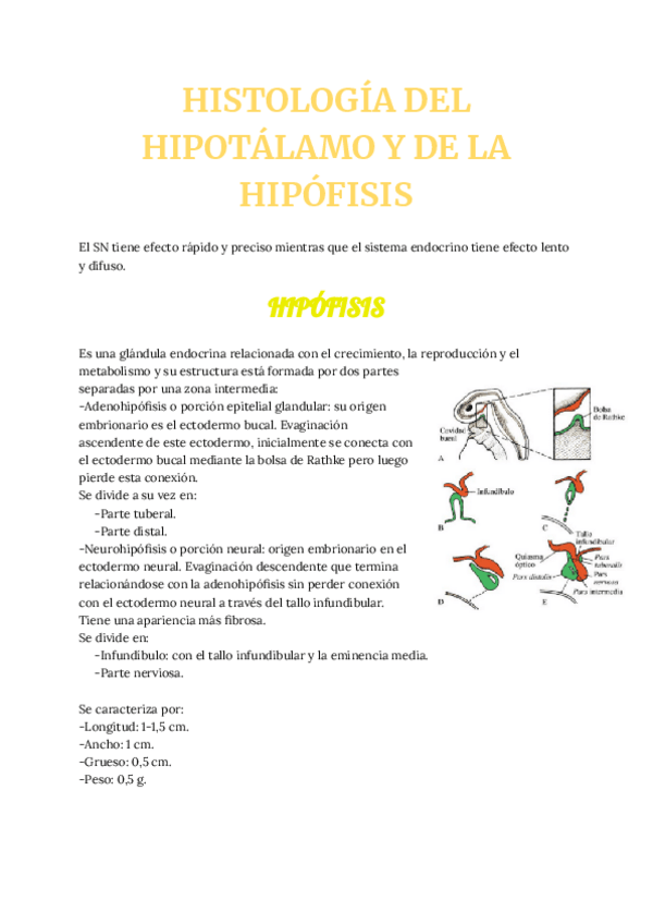 Miniatura del documento aa-HISTOLOGIA-DEL-HIPOTALAMO-Y-DE-LA-HIPOFISIS.pdf