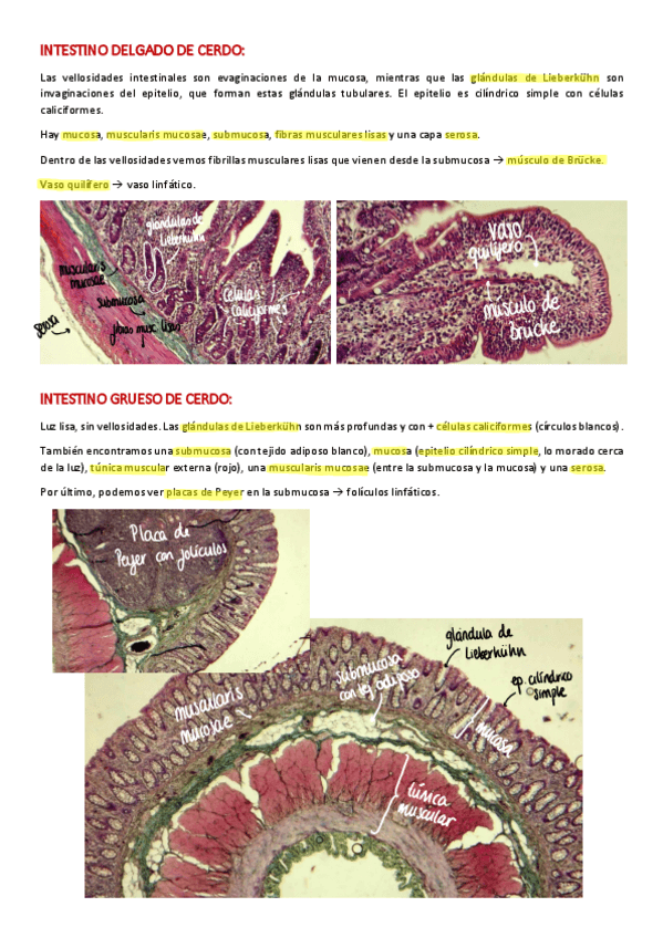 Miniatura del documento PRACTICA-4.pdf