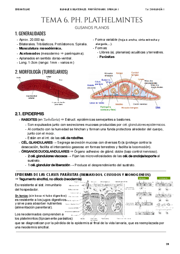 Miniatura del documento Tema-6-Ph-Plathelmintes.pdf