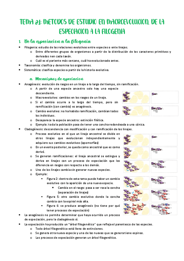 Miniatura del documento Tema-8.1-Metodos-de-estudio-en-macroevolucion.-De-la-especiacion-a-la-filogenia.pdf