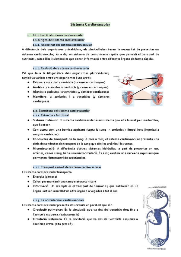 Miniatura del documento Sistema-cardiovascular.pdf