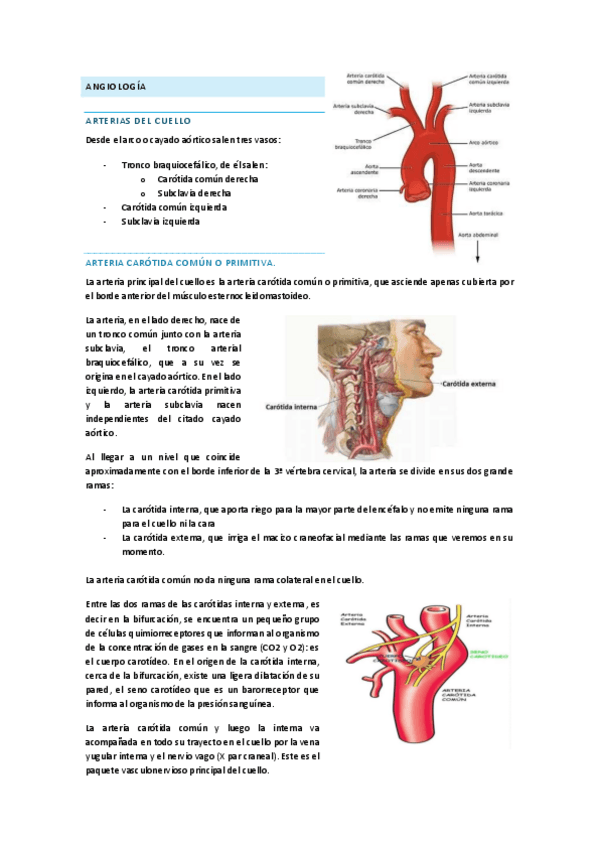 Miniatura del documento TEMA-II-PARTE-III-ANGIOLOGIA.pdf