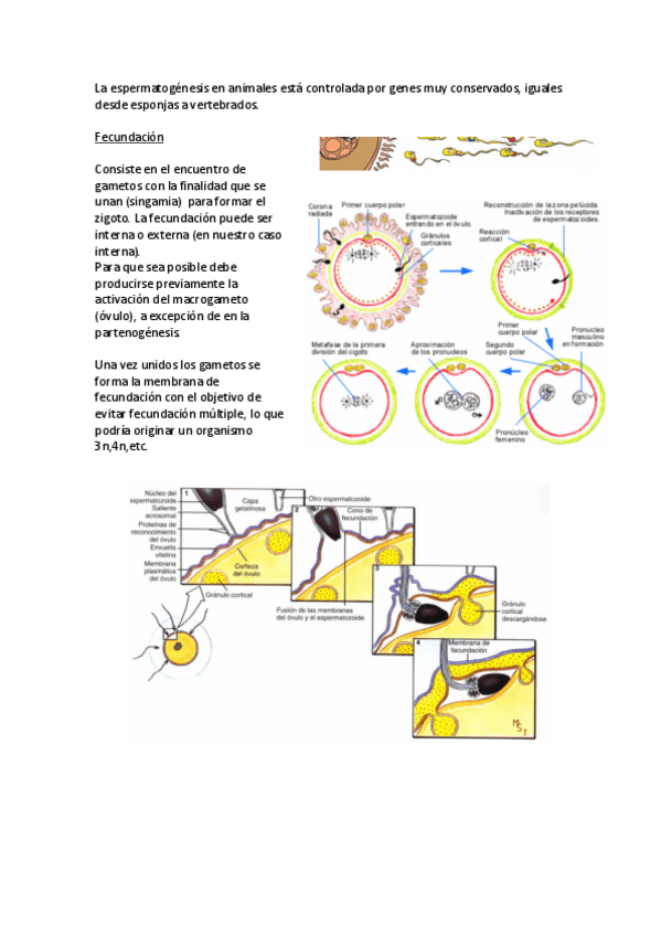 Miniatura del documento ZOOLOGIA-1oCUATRI-continuacion.pdf