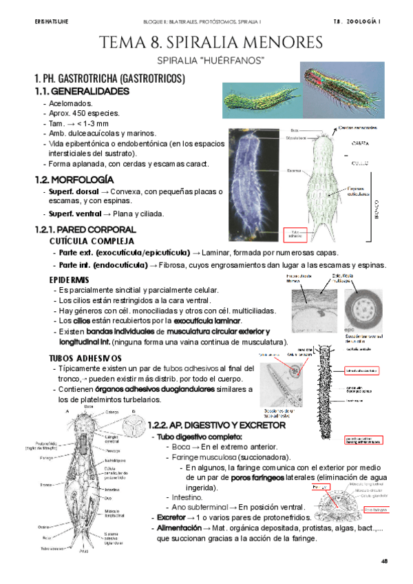 Miniatura del documento Tema-8-Spiralia-Menores.pdf