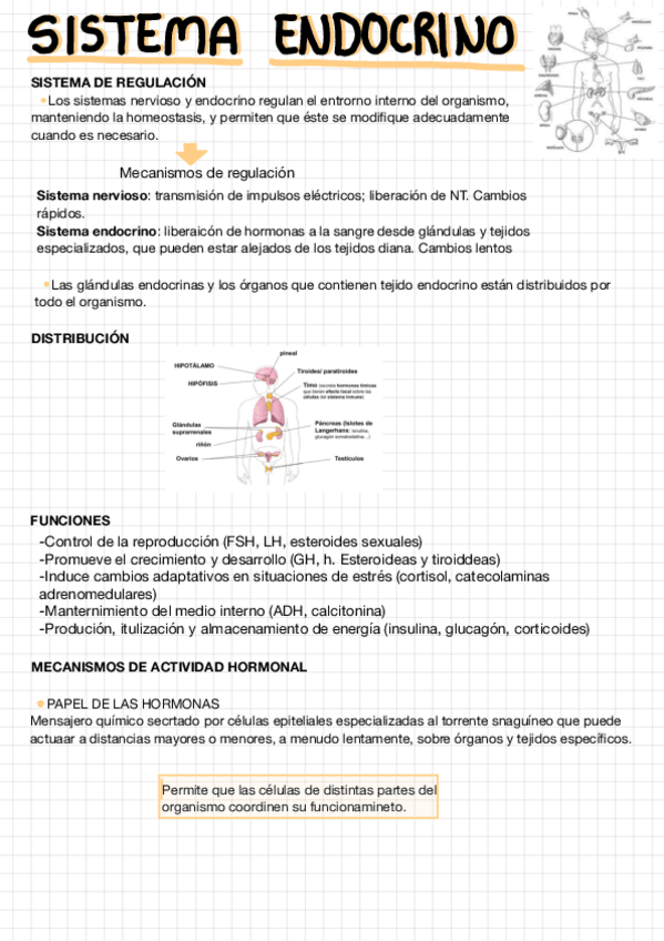 Miniatura del documento Tema-5.sistema-Endocrino.pdf