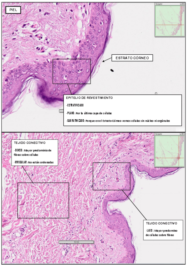 Miniatura del documento PRÁCTICA 2.pdf