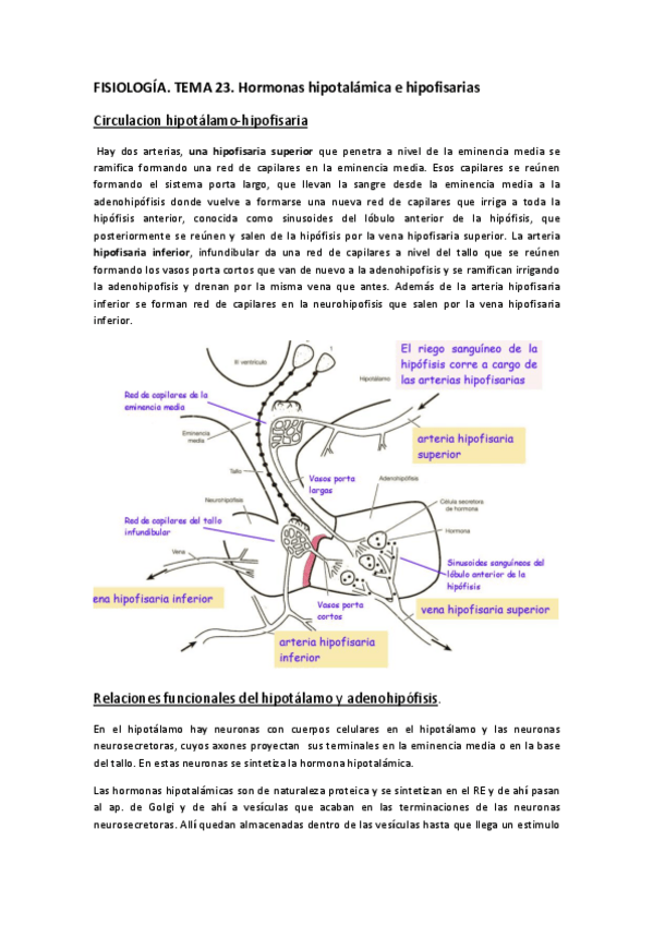 Miniatura del documento FISIOLOGÍA. TEMA 23 y 24.pdf