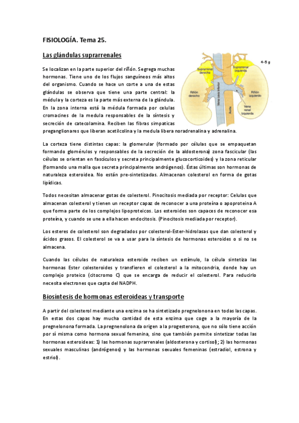 Miniatura del documento FISIOLOGÍA. TEMA 25..pdf