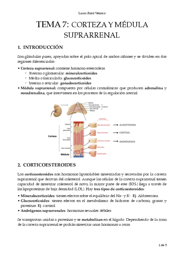 Miniatura del documento T.7-Corteza-y-medula-suprarrenal.-PDF.pdf