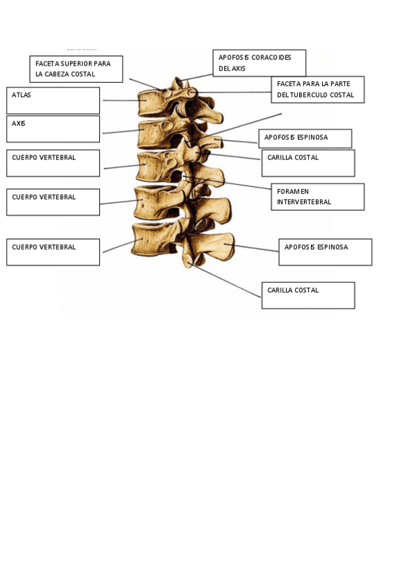 Miniatura del documento LAMINAS-ANATOMIA.pdf