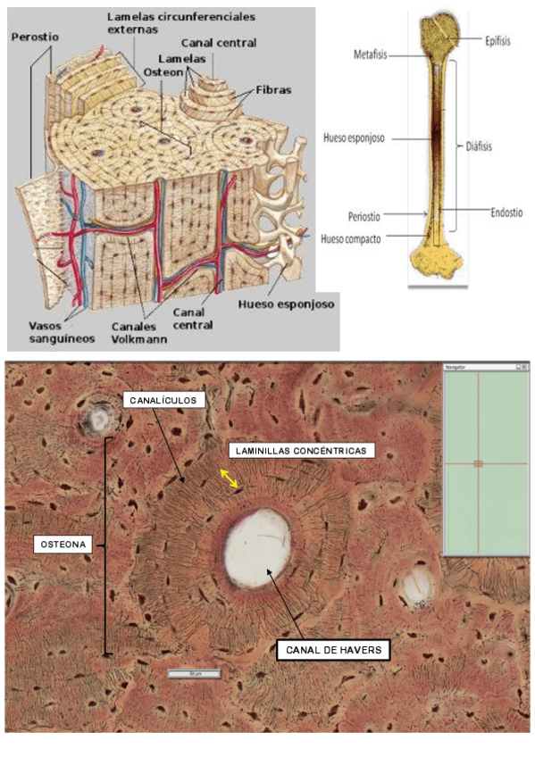 Miniatura del documento PRÁCTICA 4.pdf