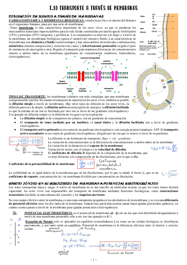 Miniatura del documento 10-Transporte-a-traves-de-membranas.pdf