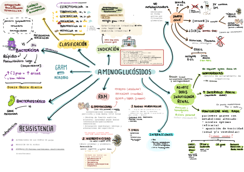 Miniatura del documento 38.-Aminoglucosidos.pdf