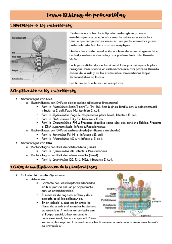 Miniatura del documento Tema-12.Virus-de-procariotas.pdf