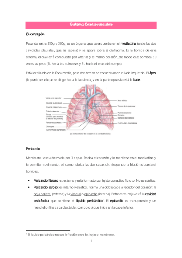 Miniatura del documento Tema-8.-Sistema-cardiovascular.pdf