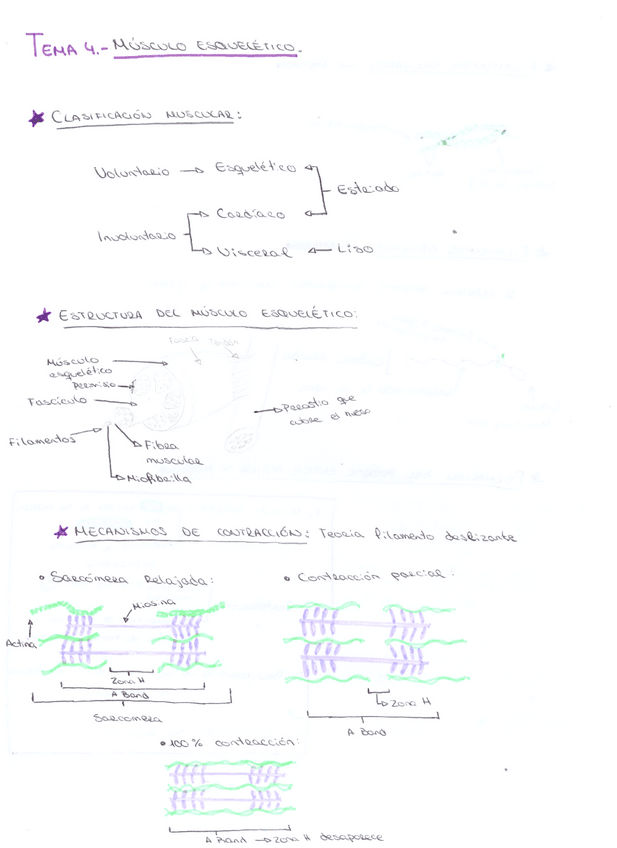 Miniatura del documento Tema-4-Fisiologia.pdf