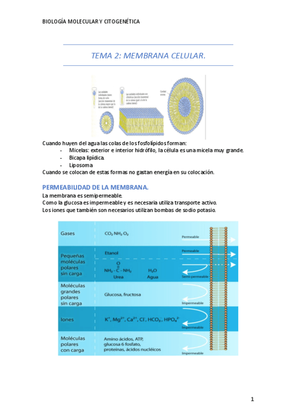 Miniatura del documento BIOLOGIA2-2TRIMESTRE.pdf