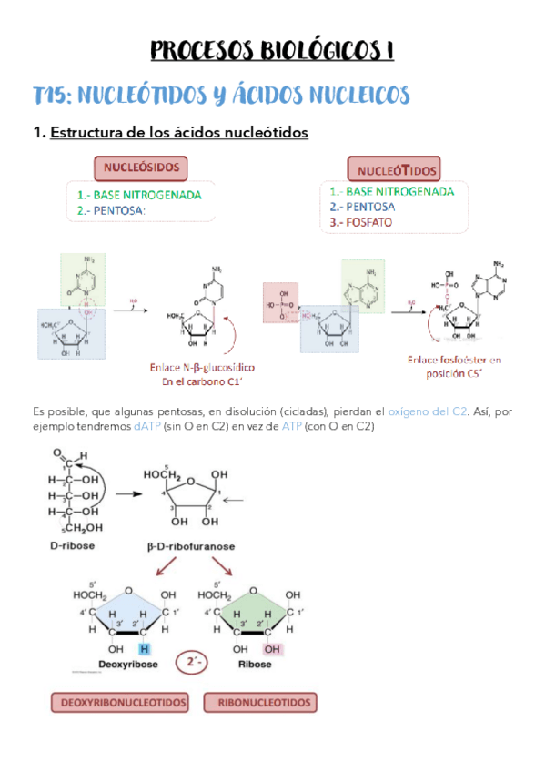 Miniatura del documento T15-Nucleotidos-y-acidos-nucleicos.pdf