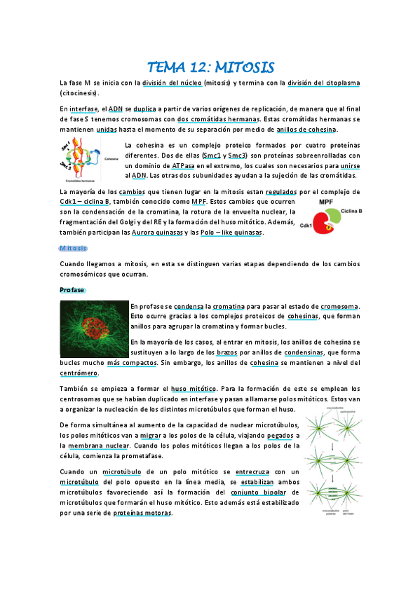 Miniatura del documento Biologia-celular-tema-12.pdf