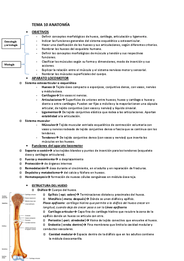 Miniatura del documento SEGUNDO-PARCIAL-ANATOMIA.pdf