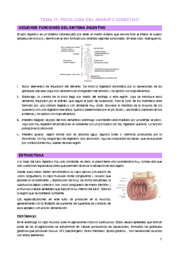 Miniatura del documento Tema 11 - Sistema digestivo.pdf