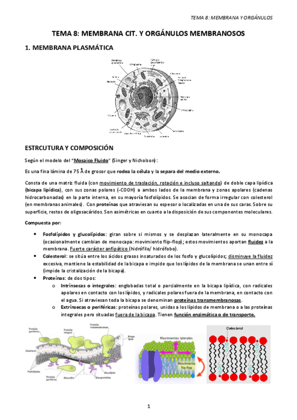 Miniatura del documento TEMA-8.-MEMBRANA-CIT.-Y-ORGANULOS-MEMBRANOSOS.pdf