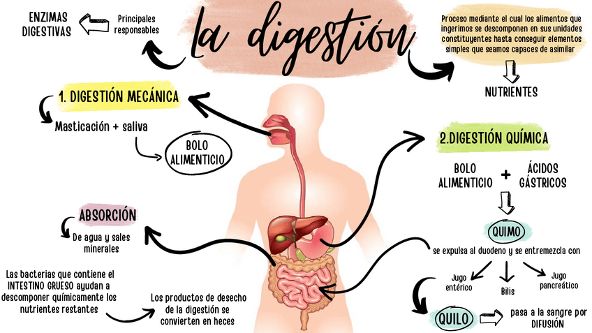 Miniatura del documento MAPA-MENTAL-DIGESTION-PDF.pdf